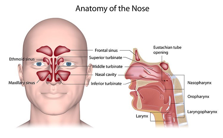 Sinusitis Pressure Relief In West Orange , NJ - West Orange Acupuncture Clinic